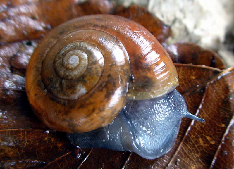Retinella olivetorum dal Monte Terminio